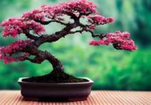 bonsai