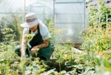 horticulture